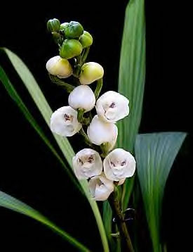 Peristeria_elata3_Cropped.jpg