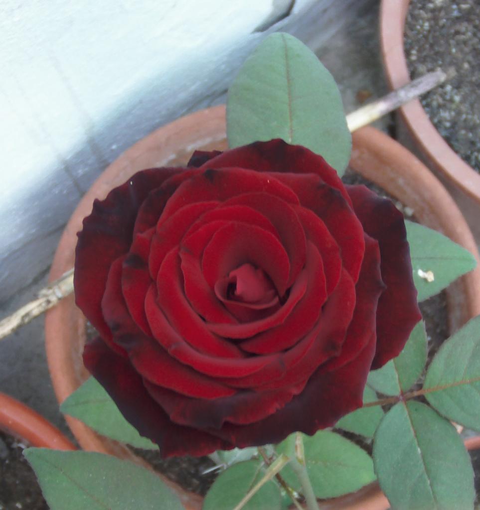 perlanegra_zpsb682027c.jpg