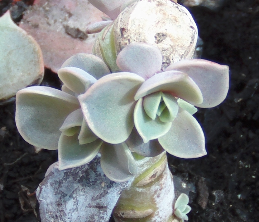 perlepequeas2.jpg
