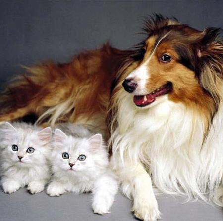 perrita-y-gatitos.jpg