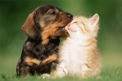 perrito-y-gatito.jpg