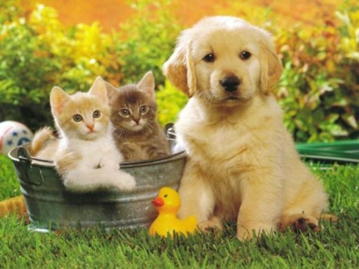 perrito-y-gatitos.jpg