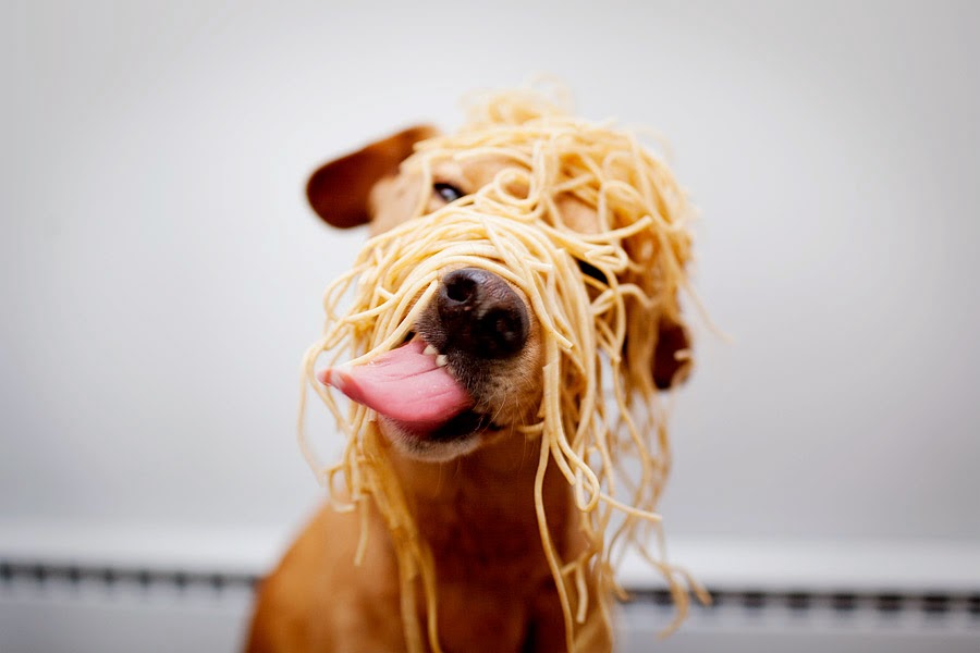 perro-comiendo-pasta.jpg