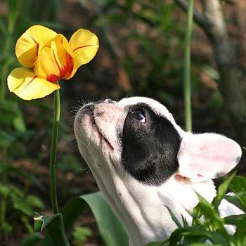 perro+huele+flores.jpg