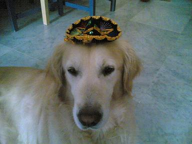 perro.JPG