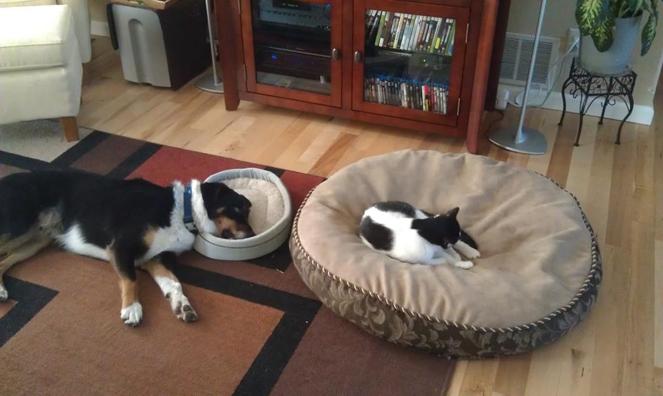 perro-y-gato-durmiendo.jpg