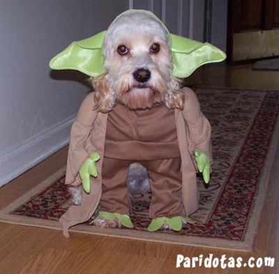 perro-yoda.jpg