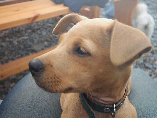 perro004.jpg