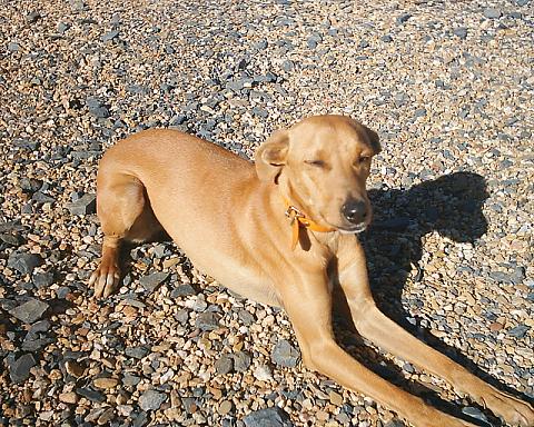 perro005.jpg