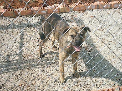 perro007.jpg