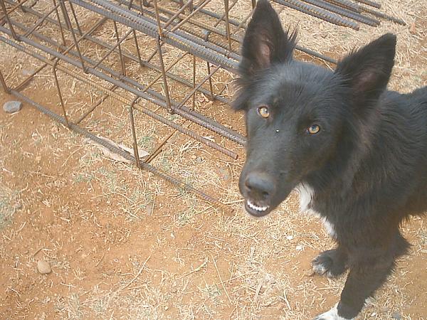 perro017.jpg