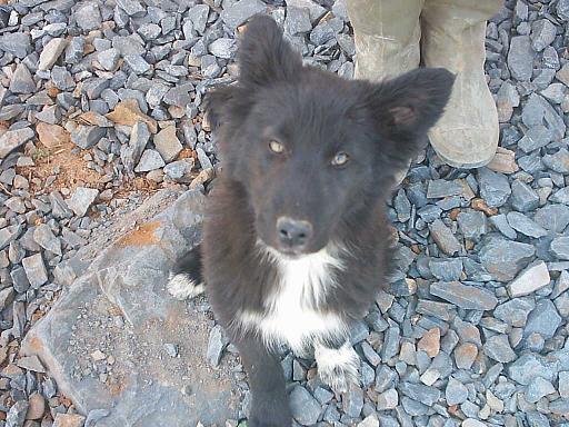 perro018.jpg