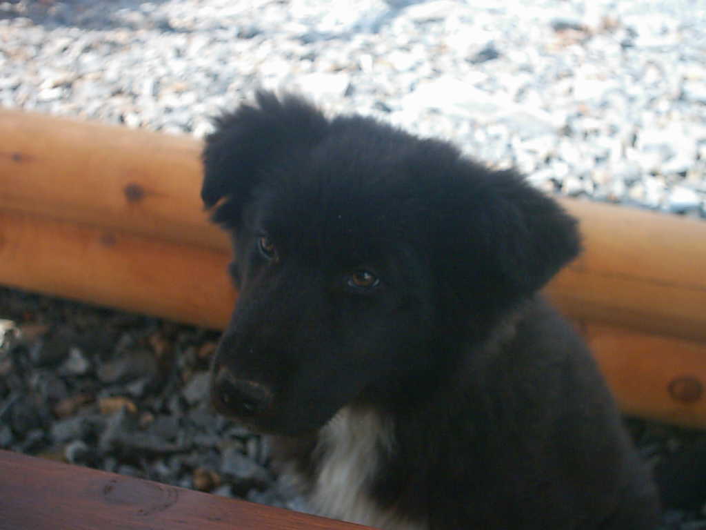 perro019.jpg