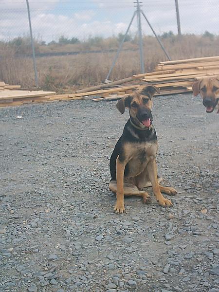 perro022.jpg