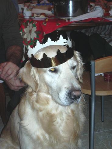 perro1.JPG