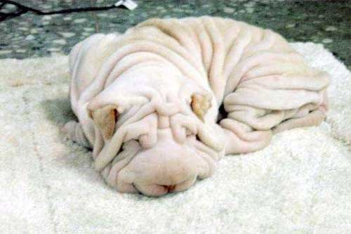 perro_sharpei.jpg