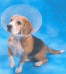 perroconcollarisabelino2.gif