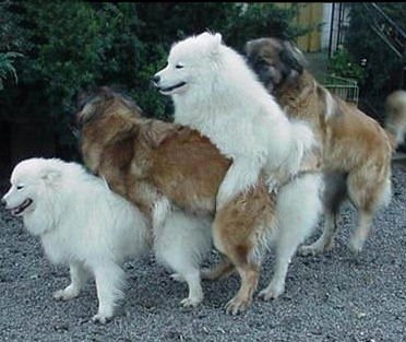 perros-bailando.JPG