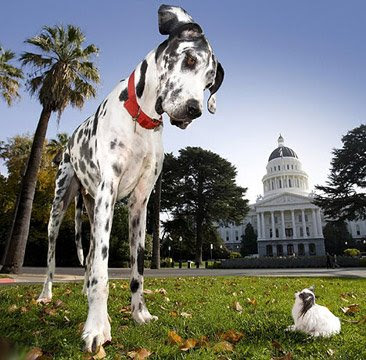 perros.bmp.jpg