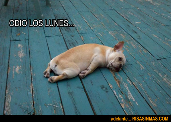 perros-lunes.jpg
