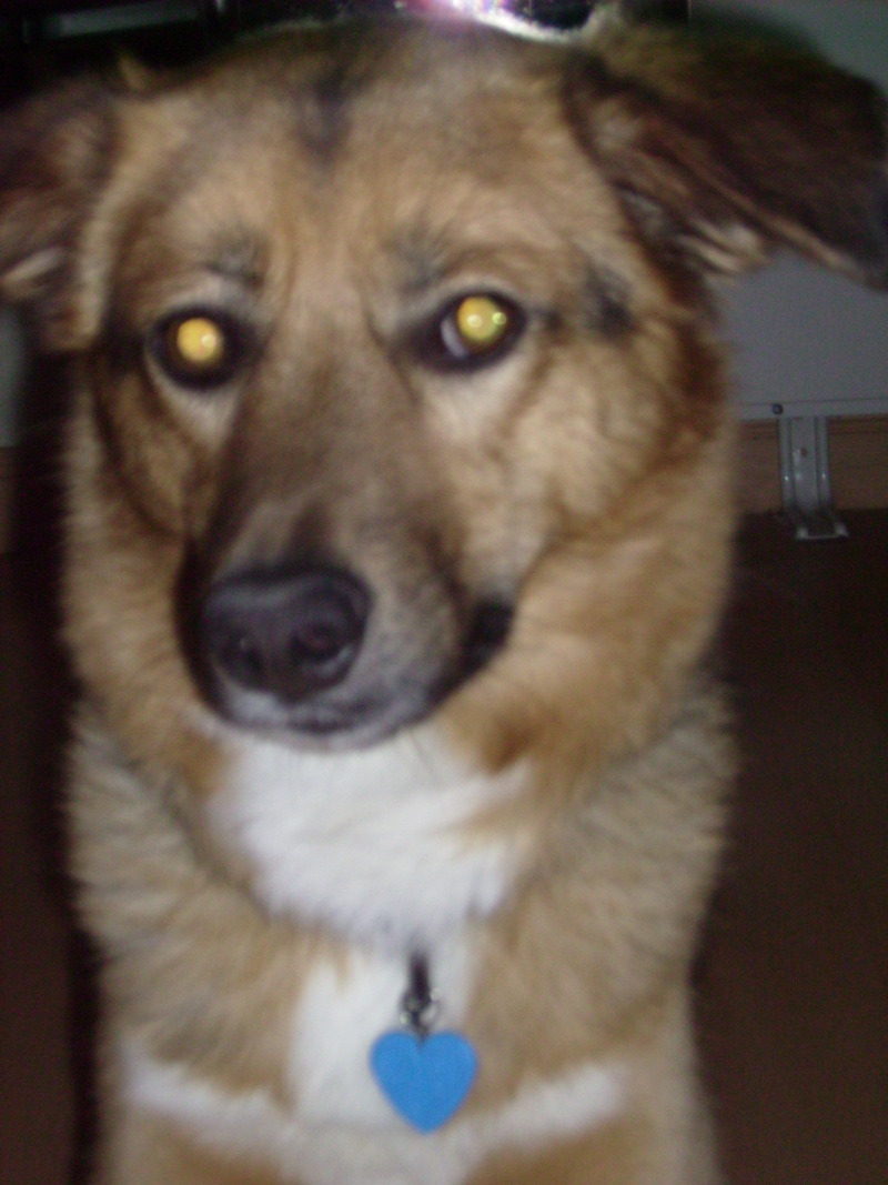 perros10.jpg