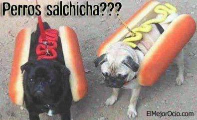 perros_salchicha.jpg