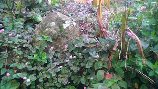 persicaria1.jpg