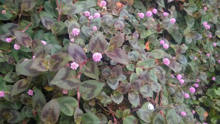 persicaria2.jpg