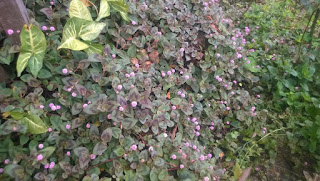 persicaria3.jpg