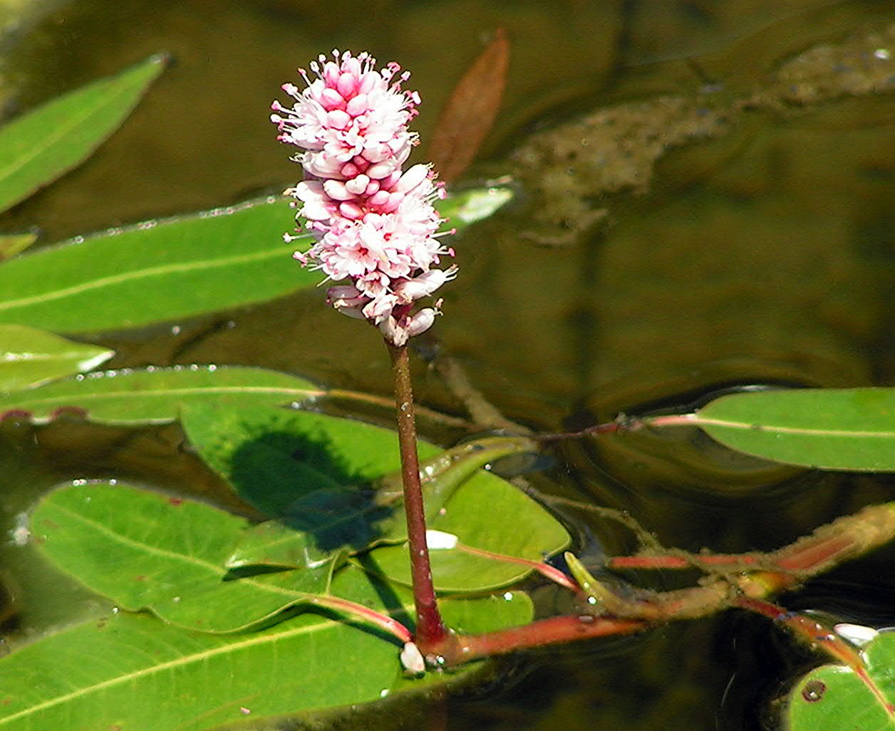 Persicaria_amphibia.jpg