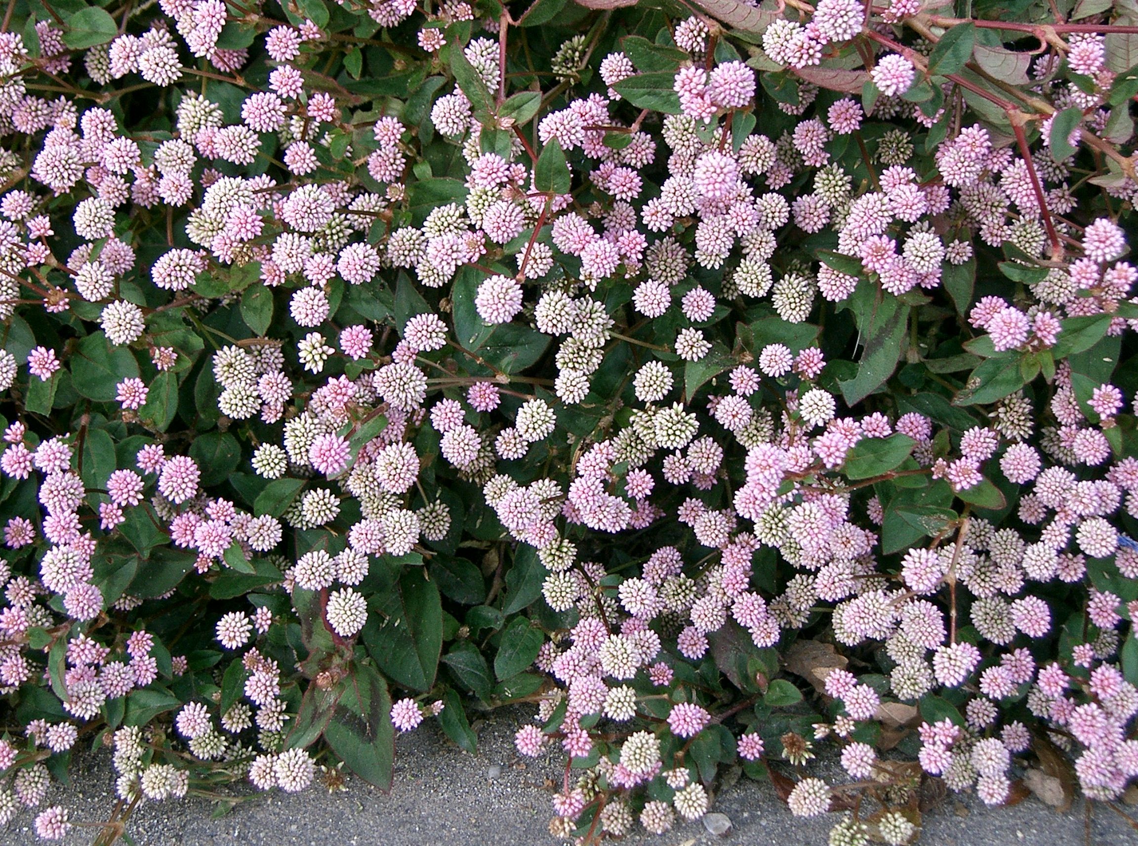 Persicaria_capitata1.jpg