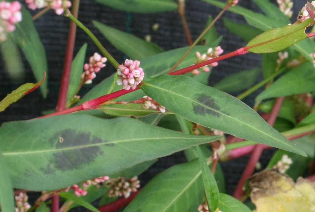 Persicaria_maculosa_ENBLA05.jpe