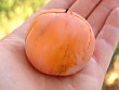 persimmon-prok.jpg