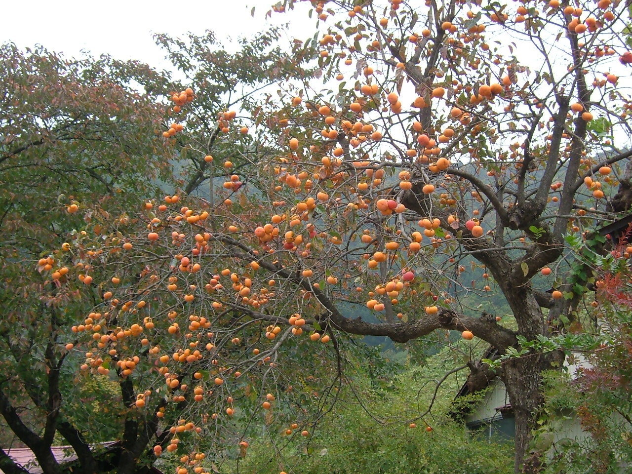 Persimmons_yamagata_2005-10.JPG