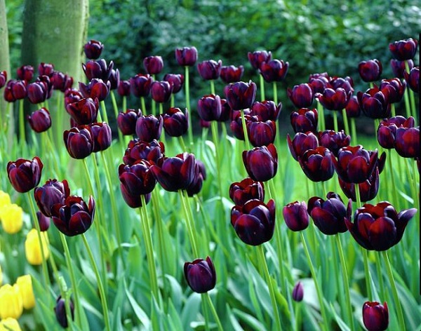 personaliza-tu-jardin-con-plantas-y-flores-negras-01.jpg