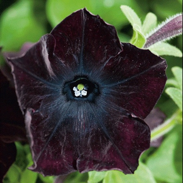 personaliza-tu-jardin-con-plantas-y-flores-negras-02.jpg
