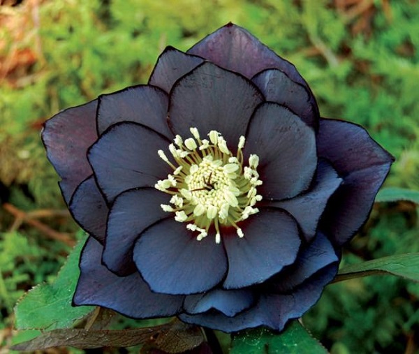 personaliza-tu-jardin-con-plantas-y-flores-negras-03.jpg