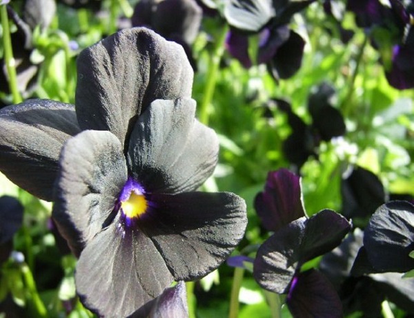 personaliza-tu-jardin-con-plantas-y-flores-negras-04.jpg