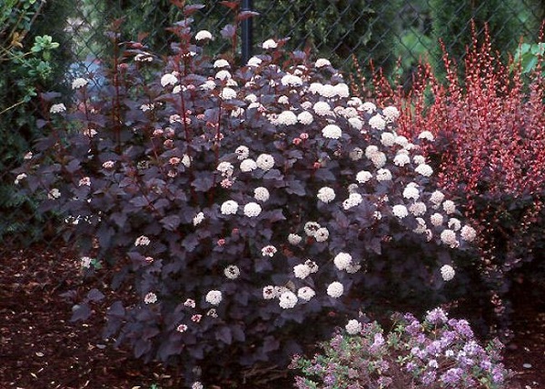 personaliza-tu-jardin-con-plantas-y-flores-negras-06.jpg
