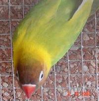 personata%20verde%20pastel.JPG