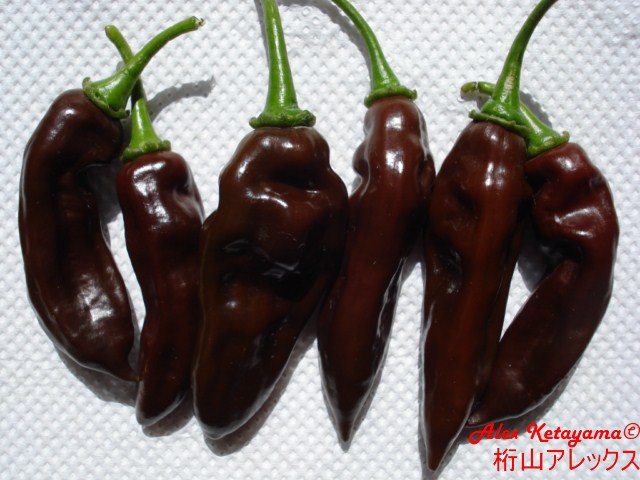 peruchine%20%5B640x480%5D.JPG