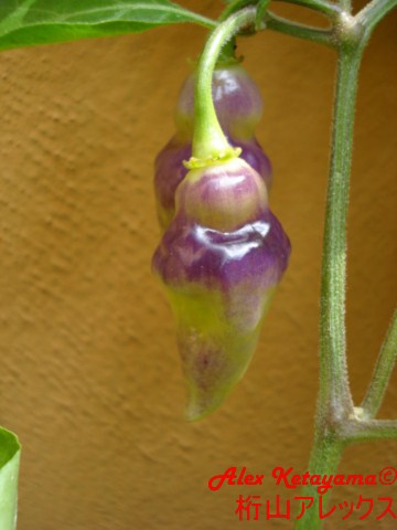 peruscar%20%5B640x480%5D.JPG