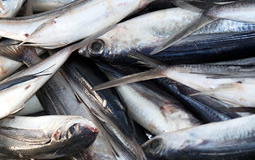 pescado.jpg