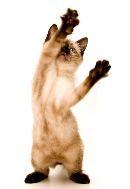 pet_photos9.jpg