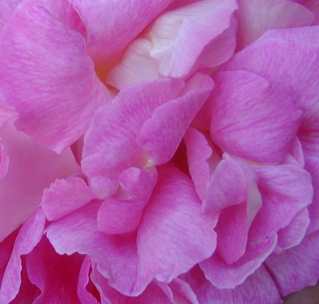 petalosr.jpg