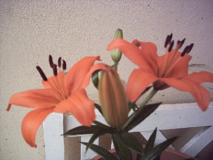 petit naranja1.JPG