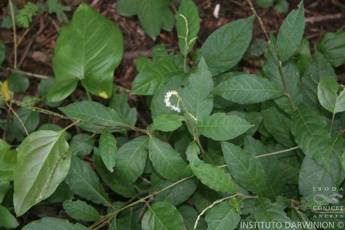 Petiveria%20alliacea%20var.%20alliacea%20FOZ%20s.n.%20(2).JPG