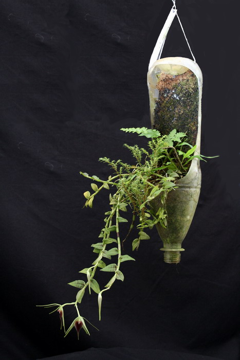 petpot.jpg
