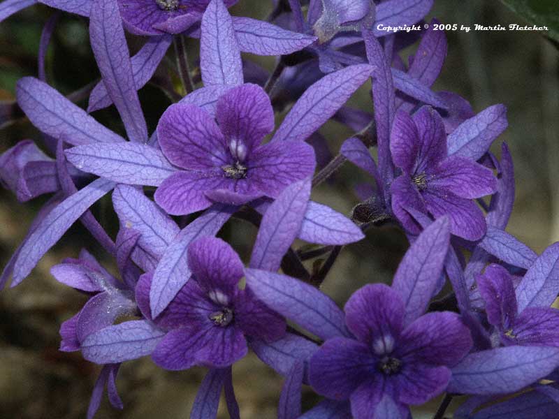 Petrea-volubilis.jpg