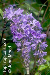 Petrea_arborea2479JMs.jpg